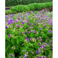 Skov Storkenæb 'Mayflower' Geranium Sylvaticum 'Mayflower' 1 Liter Potte -Tilbud Lys Haven Butik mi1084 geranium sylvaticum mayflower e753