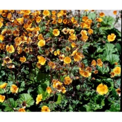 Nellikerod 'Carlskær' Geum Hybrid 'Carlskær' 1 Liter Potte -Tilbud Lys Haven Butik mi1086 geum karlskaer 7d27