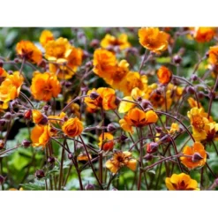 Nellikerod 'Carlskær' Geum Hybrid 'Carlskær' 1 Liter Potte -Tilbud Lys Haven Butik mi1086 geum karlskaer c470