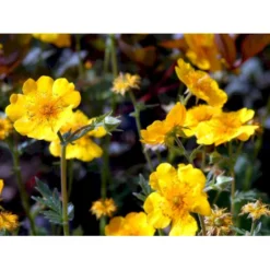 Bjerg-Nellikerod 'Diana' Geum Montanum 'Diana' 1 Liter Potte -Tilbud Lys Haven Butik mi1087 geum montanum diana 1c31