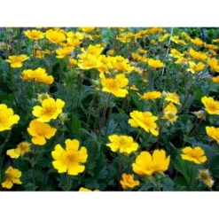 Bjerg-Nellikerod 'Diana' Geum Montanum 'Diana' 1 Liter Potte -Tilbud Lys Haven Butik mi1087 geum montanum diana 419e