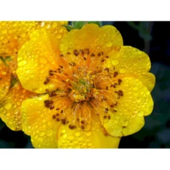 Bjerg-Nellikerod 'Diana' Geum Montanum 'Diana' 1 Liter Potte -Tilbud Lys Haven Butik mi1087 geum montanum diana 5364