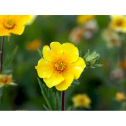 Bjerg-Nellikerod 'Diana' Geum Montanum 'Diana' 1 Liter Potte -Tilbud Lys Haven Butik mi1087 geum montanum diana 8fe9