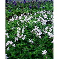 Mælkeklokke 'Loddon Anna' Campanula Lactiflora 'Loddon Anna' 1 Liter Potte -Tilbud Lys Haven Butik mi10903 campanula lactiflora loddon anne 0332