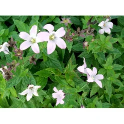 Mælkeklokke 'Loddon Anna' Campanula Lactiflora 'Loddon Anna' 1 Liter Potte -Tilbud Lys Haven Butik mi10903 campanula lactiflora loddon anne 213e