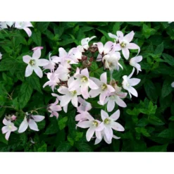 Mælkeklokke 'Loddon Anna' Campanula Lactiflora 'Loddon Anna' 1 Liter Potte -Tilbud Lys Haven Butik mi10903 campanula lactiflora loddon anne c4bf