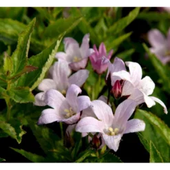 Mælkeklokke 'Loddon Anna' Campanula Lactiflora 'Loddon Anna' 1 Liter Potte -Tilbud Lys Haven Butik mi10903 campanula lactiflora loddon anne d8dc