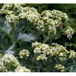 Almindelig Strandkål Crambe Maritima 2 Liter Potte -Tilbud Lys Haven Butik mi11164 crambe maritima 6b0b