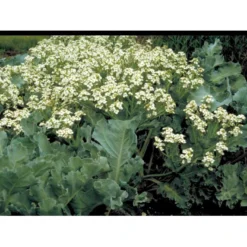 Almindelig Strandkål Crambe Maritima 2 Liter Potte -Tilbud Lys Haven Butik mi11164 crambe maritima 7d51