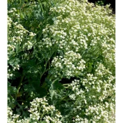 Almindelig Strandkål Crambe Maritima 2 Liter Potte -Tilbud Lys Haven Butik mi11164 crambe maritima dff5