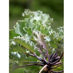 Almindelig Strandkål Crambe Maritima 2 Liter Potte -Tilbud Lys Haven Butik mi11164 crambe maritima f6fd