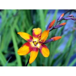 Montbretia 'Emily Mckenzie' Crocosmia Hybrid 'Emily Mckenzie' 1 Liter Potte -Tilbud Lys Haven Butik mi11174 crocosmia emily mckenzie 5ac1