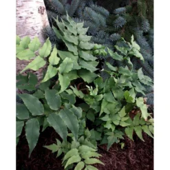 Cyrtomium Fortunei 'Clivicola' Mahognibregne 1 Liter Potte -Tilbud Lys Haven Butik mi11202 cyrtomium fortunei var clivicola e76b