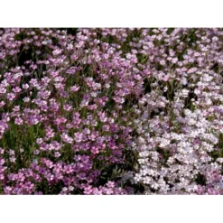 Stenhøjsbrudeslør Gypsophila Repens 'Rosea' 10 Cm. Potte -Tilbud Lys Haven Butik mi1130 gypsophila repens rosea b646