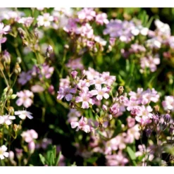 Stenhøjsbrudeslør Gypsophila Repens 'Rosea' 10 Cm. Potte