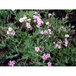 Stenhøjsbrudeslør Gypsophila Repens 'Rosea' 10 Cm. Potte -Tilbud Lys Haven Butik mi1130 gypsophila repens rosea faf9