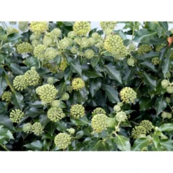 Busk-Vedbend 'Arborescens' Hedera Helix 'Arborescens' Potte 2,0 Liter,- 40-60 Cm. -Tilbud Lys Haven Butik mi1133 hedera helix arborescens 2bd1