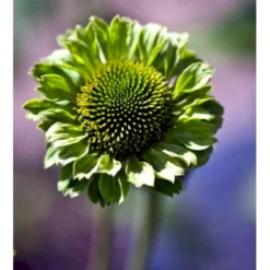 Purpursolhat Echinacea Pur. 'Green Jewel'® 1 Liter Potte -Tilbud Lys Haven Butik mi11407 echinacea green juwel r c249