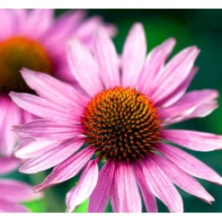 Solhat 'Little Magnus' Echinacea Hybrid 'Little Magnus' 1 Liter Potte