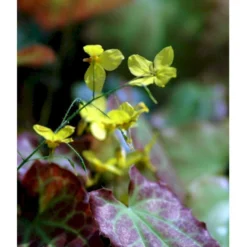 Bispehue 'Frohenleiten' Epimedium Perralchicum 'Frohenleiten' 10 Cm. Potte -Tilbud Lys Haven Butik mi11441 epimedium perralchicum frohnleiten 1cad