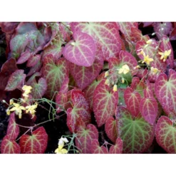 Bispehue 'Frohenleiten' Epimedium Perralchicum 'Frohenleiten' 10 Cm. Potte -Tilbud Lys Haven Butik mi11441 epimedium perralchicum frohnleiten 7100