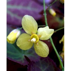 Bispehue 'Frohenleiten' Epimedium Perralchicum 'Frohenleiten' 10 Cm. Potte -Tilbud Lys Haven Butik mi11441 epimedium perralchicum frohnleiten 8a4f