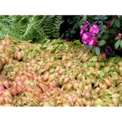 Bispehue 'Frohenleiten' Epimedium Perralchicum 'Frohenleiten' 10 Cm. Potte -Tilbud Lys Haven Butik mi11441 epimedium perralchicum frohnleiten acfa