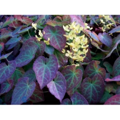 Bispehue 'Frohenleiten' Epimedium Perralchicum 'Frohenleiten' 10 Cm. Potte -Tilbud Lys Haven Butik mi11441 epimedium perralchicum frohnleiten ffe5