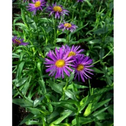 Bakkestjerne 'Dunkelste Aller' Erigeron Hybrid 'Dunkelste Aller' 1 Liter Potte