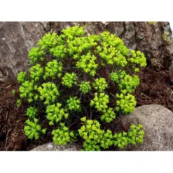 Cypres-Vortemælk 'Clarice Howard' Euphorbia Cyparissias 'Clarice Howard' 1 Liter Potte