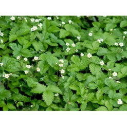 Skovjordbær Fragaria Vesca 10 Cm. Potte -Tilbud Lys Haven Butik mi11590 fragaria vesca 8073