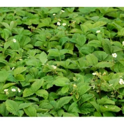 Skovjordbær Fragaria Vesca 10 Cm. Potte -Tilbud Lys Haven Butik mi11590 fragaria vesca e6c6