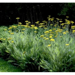 Pragtrøllike 'Coronation Gold' Achillea Filipendulina 'Coronation Gold' 1 Liter Potte