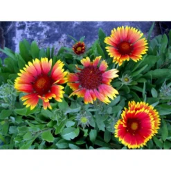 Kokardeblomst Gaillardia Aristata 'Kobold' 1 Liter Potte 8 Kokardeblomst Gaillardia Aristata 'Kobold' 1 Liter Potte -Tilbud Lys Haven Butik mi11601 gaillardia kobold 50e8