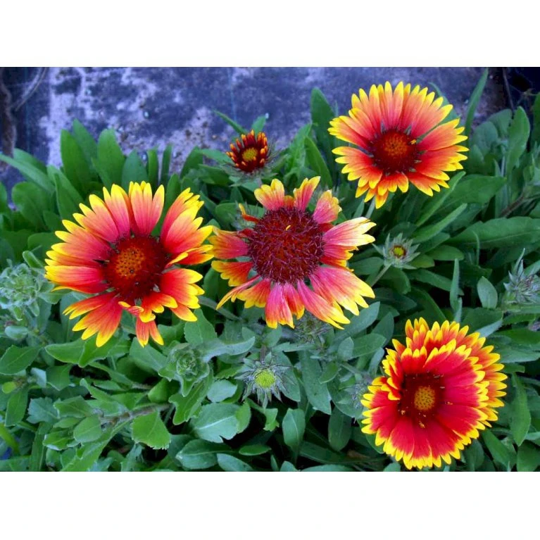 Kokardeblomst Gaillardia Aristata 'Kobold' 1 Liter Potte 4 Kokardeblomst Gaillardia Aristata 'Kobold' 1 Liter Potte - Billede 4