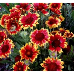 Kokardeblomst Gaillardia Aristata 'Kobold' 1 Liter Potte 9 Kokardeblomst Gaillardia Aristata 'Kobold' 1 Liter Potte -Tilbud Lys Haven Butik mi11601 gaillardia kobold 9be0