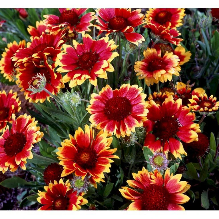 Kokardeblomst Gaillardia Aristata 'Kobold' 1 Liter Potte 5 Kokardeblomst Gaillardia Aristata 'Kobold' 1 Liter Potte - Billede 5