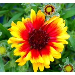 Kokardeblomst Gaillardia Aristata 'Kobold' 1 Liter Potte 7 Kokardeblomst Gaillardia Aristata 'Kobold' 1 Liter Potte -Tilbud Lys Haven Butik mi11601 gaillardia kobold e4ba