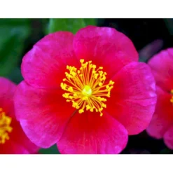 Soløje 'Mette' Helianthemum Hybrid 'Mette' 10 Cm. Potte -Tilbud Lys Haven Butik mi1163 helianthemum mette b0bc