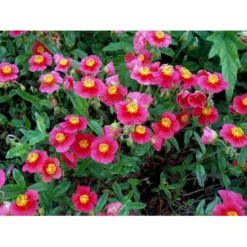 Soløje 'Mette' Helianthemum Hybrid 'Mette' 10 Cm. Potte -Tilbud Lys Haven Butik mi1163 helianthemum mette bc04