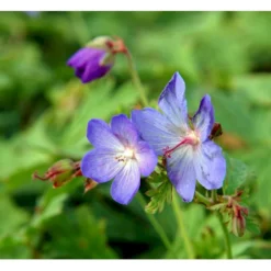 Himalaya-Storkenæb 'Johnsons Blue' Geranium Himalayense 'Johnsons Blue' 1 Liter Potte -Tilbud Lys Haven Butik mi11660 geranium incanum johnsons blue 5a4f
