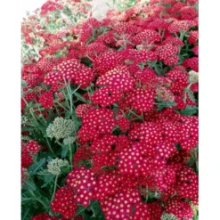 Røllike 'Paprika' Achillea Millefolium 'Paprika' 1 Liter Potte -Tilbud Lys Haven Butik mi116 achillea millefolium paprika 01eb