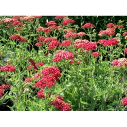 Røllike 'Paprika' Achillea Millefolium 'Paprika' 1 Liter Potte -Tilbud Lys Haven Butik mi116 achillea millefolium paprika 4f21