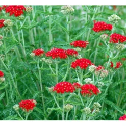 Røllike 'Paprika' Achillea Millefolium 'Paprika' 1 Liter Potte -Tilbud Lys Haven Butik mi116 achillea millefolium paprika bcc6