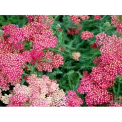 Røllike 'Paprika' Achillea Millefolium 'Paprika' 1 Liter Potte -Tilbud Lys Haven Butik mi116 achillea millefolium paprika cfee