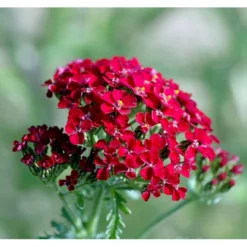 Røllike 'Paprika' Achillea Millefolium 'Paprika' 1 Liter Potte -Tilbud Lys Haven Butik mi116 achillea millefolium paprika d23e