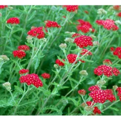Røllike 'Paprika' Achillea Millefolium 'Paprika' 1 Liter Potte -Tilbud Lys Haven Butik mi116 achillea millefolium paprika d93a