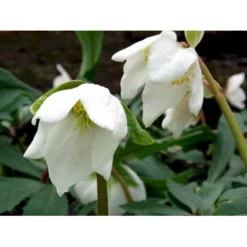 Julerose 'Praecox' Helleborus Niger 'Praecox' 1 Liter Potte