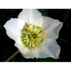 Julerose 'Praecox' Helleborus Niger 'Praecox' 1 Liter Potte -Tilbud Lys Haven Butik mi1172 helleborus niger praecox 8be2