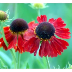 Solbrud 'Moerheim Beauty' Helenium Hybrid 'Moerheim Beauty' 1 Liter Potte -Tilbud Lys Haven Butik mi11759 helenium moerheim beauty b73a
